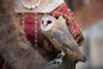 Falconry display at the medieval festival