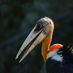 Portrait of Lesser adjutant stork or Leptoptilos javanicus with black background.