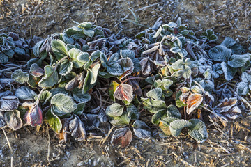 frozen strawberry plants in winter