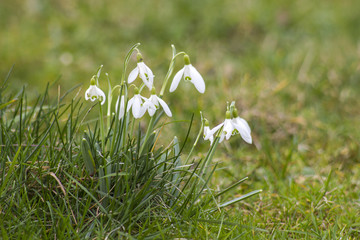 snowdrops - one of the first spring flowers