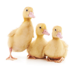 Group ducklings.