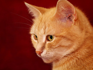 ginger cat three quarter portrait, closeup, shallow depth of field