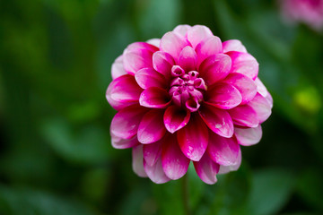Closeup of purple peony flower