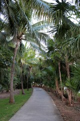 Paved trail under palm tree canopy