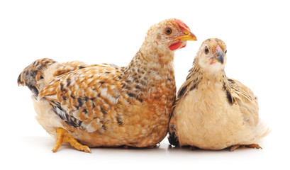 Little chickens.