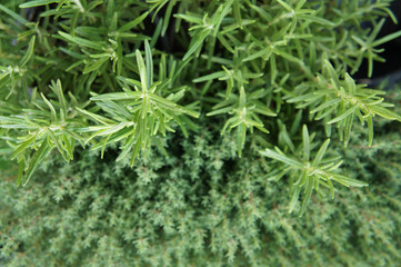 Bush of rosemary green plant with thyme 