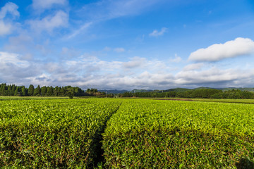 Fototapeta na wymiar Oolong tea field in Chiran, Kyushu, Japan and blue sky