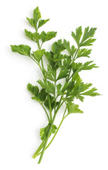 Stalks parsley.