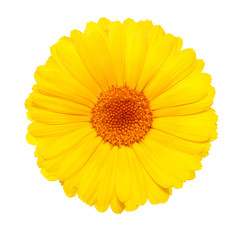 fleur jaune isolé sur fond blanc