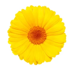 Foto auf Acrylglas Blumen gelbe Blume auf weißem Hintergrund