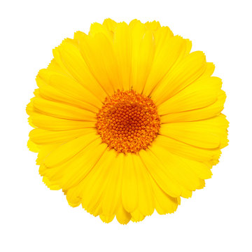 yellow flower isolated on white background Stock Photo | Adobe Stock