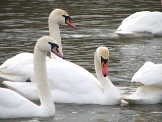 Obraz premium white swans floating the water