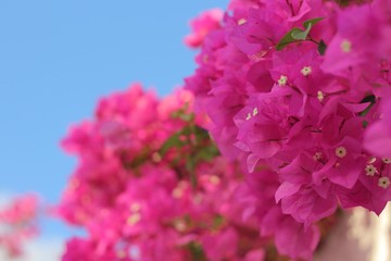 Bright pink flowers on a white wall