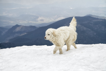 Komondor (Hungarian Komondor, Hungarian Sheepdog) at Carpathian mountains