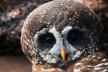 barred owl face, close up, portrait