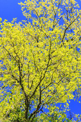 Obraz premium Beautiful tree with fresh leaves at spring on blue sky background. Vertical view
