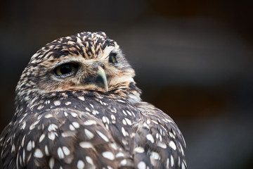 little owl