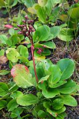 Bergenia crassifolia green plant on ground 