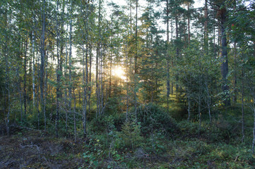 Landscape sunrise in forest 