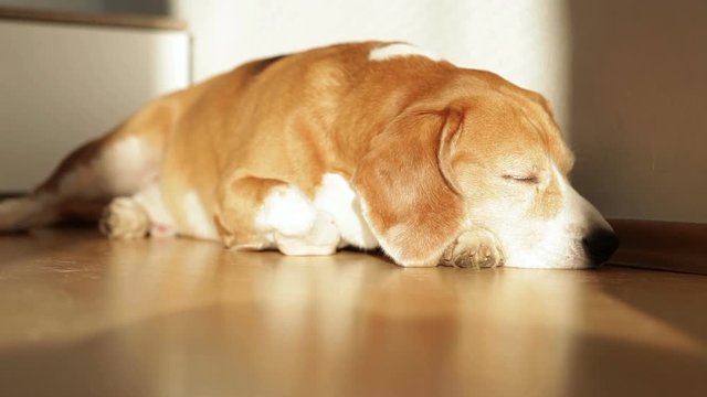 Cute beagle snoozes on the floor in the afternoon after a long walk