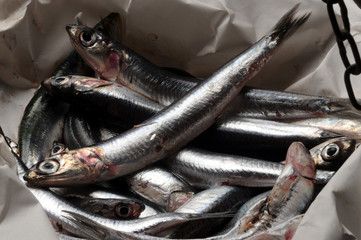 Engraulis encrasicolus Europ&auml;ische Sardelle Anchovy Acciuga Ryba Boquer&oacute;n Alice Alici Bocarte Pesce Pescado Fish Aladroque Fisch Anchois Anchoa Poisson Sardela Chamsa C&aacute; cơm ch&acirc;u &Acirc;u עפיאן אירופי 