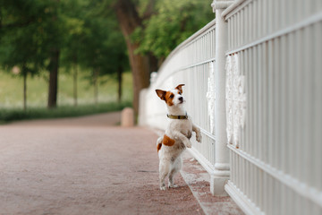 Portrait of a Jack Russell terrier outdoors. A dog on a walk in the park
