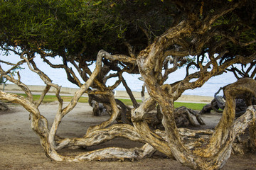 Trees in a park