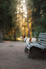 Portrait of a Jack Russell terrier outdoors. A dog on a walk in the park
