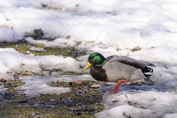 Mallard in Snow