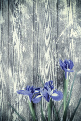 Vintage Iris Flowers
