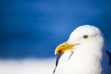 Close up of seagull face profile