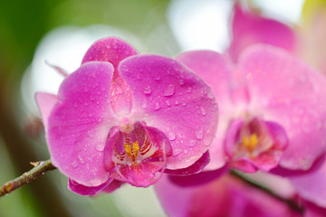 Fototapeta na wymiar Phalaenopsis, known as moth orchids