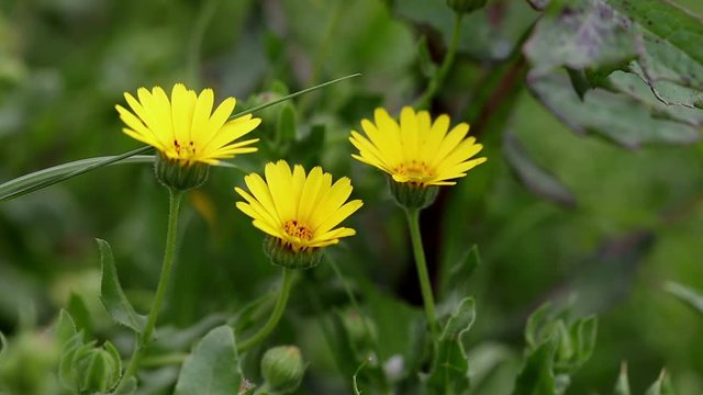 yellow Calendula arvensis (field marigold) wild flowers in nature