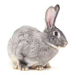 Grey baby rabbit.