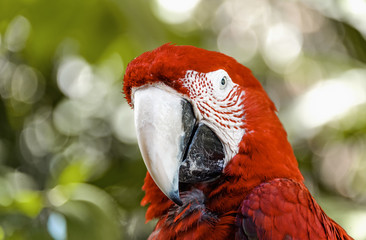 red parrot macaw looks at the camera closeup