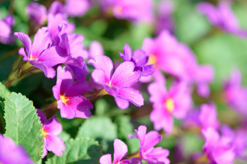 Primrose pink flowers (Primula Vulgaris). Pink primroses. Primula flowers growing in the field