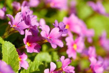 Obraz premium Primrose pink flowers (Primula Vulgaris). Pink primroses. Primula flowers growing in the field