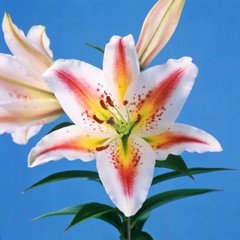 White and yellow star shape Lily flower close-up