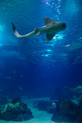 Fototapeta premium Fish in oceanarium in Lisbon Portugal