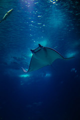 Fish in oceanarium in Lisbon Portugal