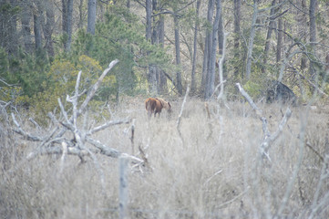 Chincoteague