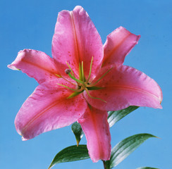Pink lily on blue background