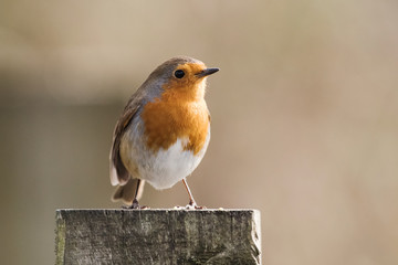 European Robin, Erithacus rubecula, Robin, Birds