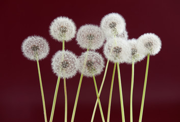 Obraz premium Dandelion flower on red brown color background, object on blank space backdrop, nature and spring season concept.