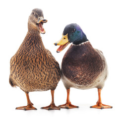 Obraz premium Two wild ducks.