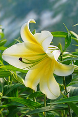White and Yellow star shape Lily flower close-up