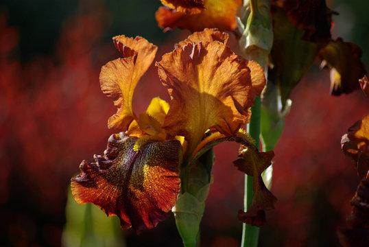 Iris rouge cuivré au jardin au printemps