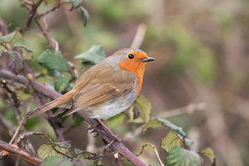 European Robin, Erithacus rubecula, Robin, Birds