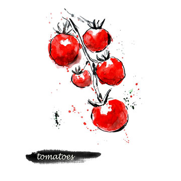 Watercolor Tomato Sketch. Food Illustration On White Background.