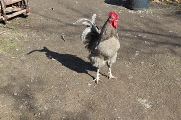 Kogut 1 © ma
